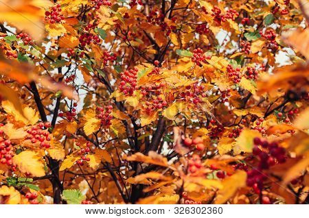 Orange Ripe Bouquet Of Mountain Ash With Yellow Leaves Of Mountain Ash In The Autumn Season. Autumn 