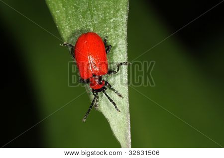 Rød Lilly Bille - Liliocevis Lilii