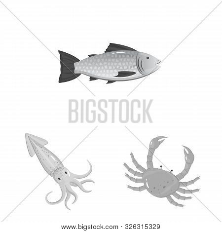 Vector Illustration Of Seafood And Healthy Symbol. Set Of Seafood And Ocean Vector Icon For Stock.
