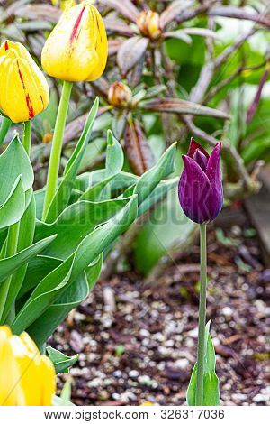 One Solitary Burgundy Tulip With Yellow And Red Tulips And Rhododendron