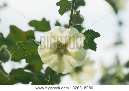Mallow Lat. Malva , Or Mallow, Or A Small Dog, Or A Yellow Rose-stem. Yellow Mallow Flowers On A Bac