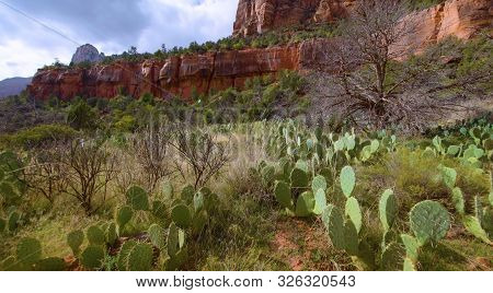 Here In The Photo We Decided To See Very Beautiful Plants In Nature.