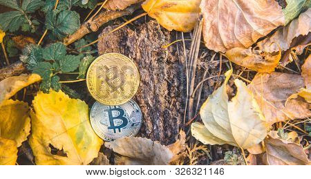 Golden And Silver Bitcoin In Autumn In Forest , Park .concept Of Modern Exchange Value, Electronic M