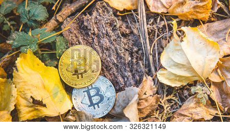 Golden And Silver Bitcoin In Autumn In Forest , Park .concept Of Modern Exchange Value, Electronic M