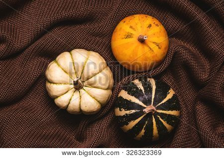 Top View Of Decoative Pumpkins On Brown Knitted Sweater. Autumn Concept.