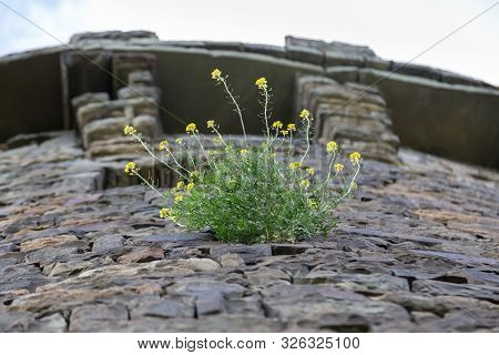 A Flower Grows From A Stone Wall. Survival Of Nature.