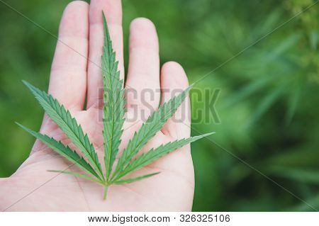 Cannabis. Man Holding A Sheet Of Cannabis.