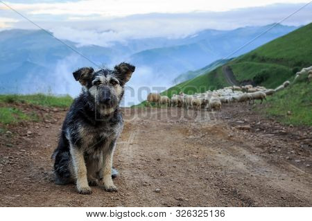 Dog Guarding A Herd Of Sheep. Shepherd Dog.