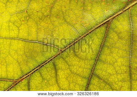 Leaf Texture Background. Abstract Foliage Tropical Pattern. Natu