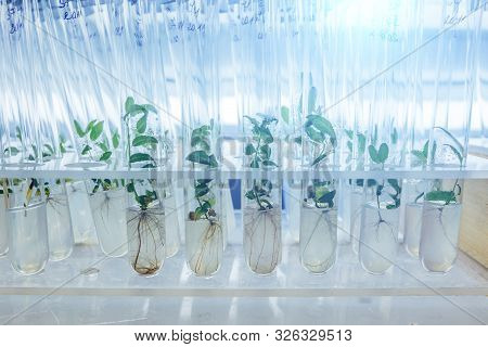 Cloned Decorative Micro Plants In Test Tubes With Nutrient Medium. Micropropagation Technology In Vi