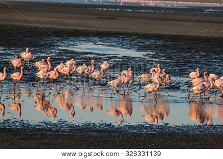 Sunsut. Africa. Atlantic coast of Namibia. Flock of magnificent white-pink flamingos feed themselves in coastal silt. Concept of eco-friendly, active, photo tourism and birdwatching