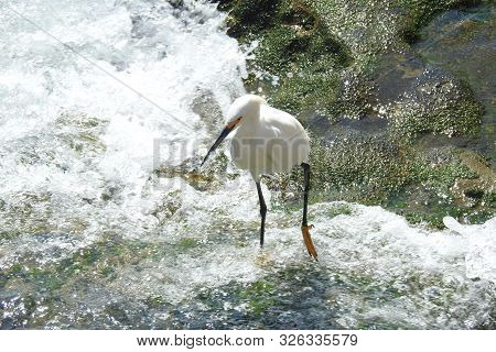 Snowy Egret, Coastal Wildlife, La Jolla Cove, San Diego.