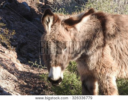 Wild Burros, Chemehuevi Mountains, Parker Dam, California.