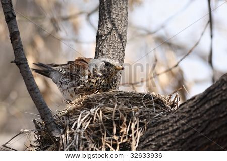 Fieldfare, (turdus Pilaris)