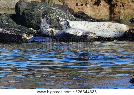 Seals (spotted Seal, Largha Seal, Phoca Largha) Laying On Coastal Rocks. Wild Spotted Seal Sanctuary