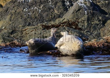 Seals (spotted Seal, Largha Seal, Phoca Largha) Laying On Coastal Rocks. Wild Spotted Seal Sanctuary
