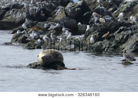 Seal (spotted Seal, Largha Seal, Phoca Largha) Laying On The Rock In Sea On Blurred Background Of Se