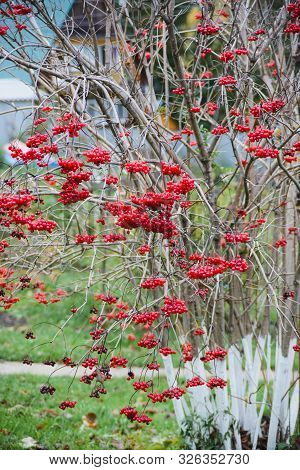 Viburnum Flowering Plant With Red Berries In Autumn Gardener Plot, Side View Horizontal Stock Photo 
