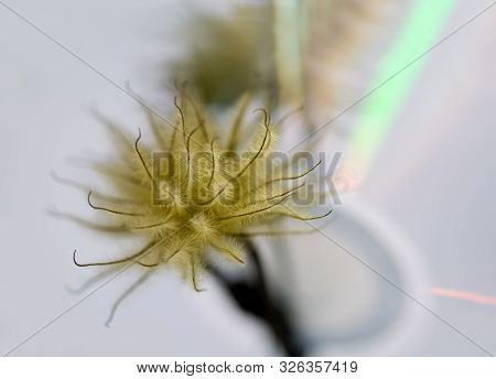 Art Photo Of A Dried Clematis Flower On A Polichrome Blurred  Background