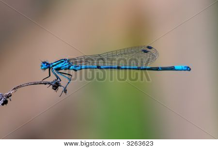 Blue Damselfly
