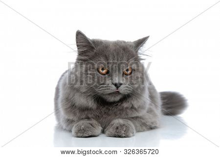 pretty british longhair cat with gray fur lying down and looking away miffed against white studio background