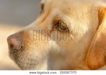 A Light-haired Labrodor Dog With Sad Eyes Is Bored And Waiting For His Master In The Courtyard Of Th