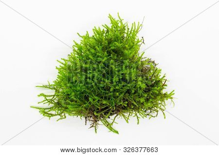 Piece Of Fresh And Wet Green Moss (bryophyta) On White Background