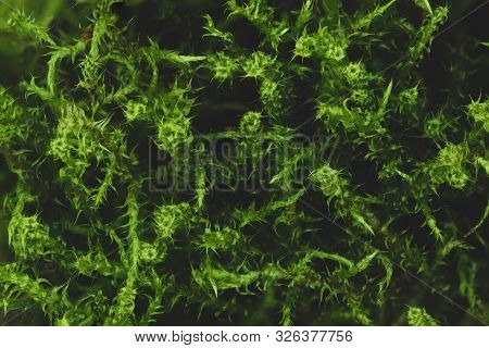 Close-up And Macro View Of Green Moss (bryophyta) Background