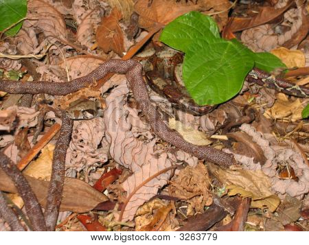 Camouflage