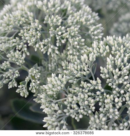 Lot Of Blooming Hylotelephium Telephium White Flowers With Green Leaves And Stems