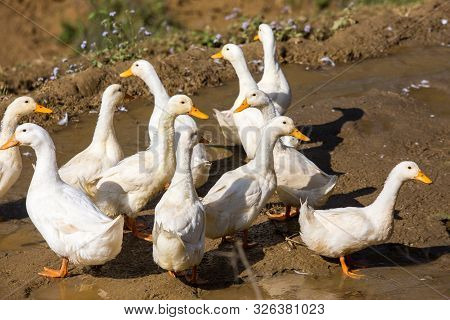 Wildlife View Of Duck And Duckling Swimming In Rice Terrace With Shallow Depth Of Field
