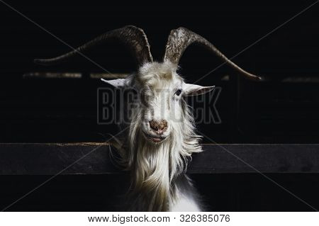 Very Beautiful White Goat With Long Horns And Beard, Living On A Farm On The Dark Background.
