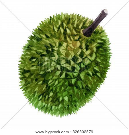 Watercolor Illustration. Fruit Durian. Image Of A Whole Durian Fruit
