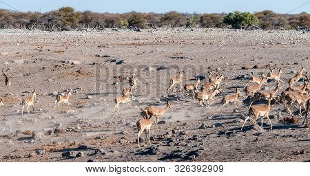 A Group Of Impalas -aepyceros Melampus- Running Nervously Around A Waterhole In Etosha National Park