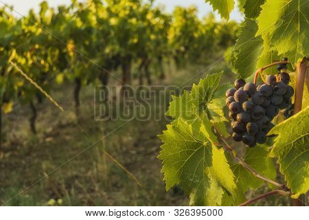 Gorgeous Huge Cluster Of Ripe Sangiovese Grapes On The Vine In Chianti,tuscany.