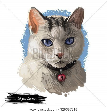 Colorpoint Shorthair Cat Portrait Isolated, Digital Art