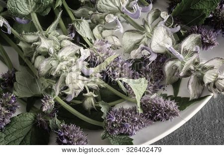 Valuable Medicinal Plants Sage And Aniseed Lofant