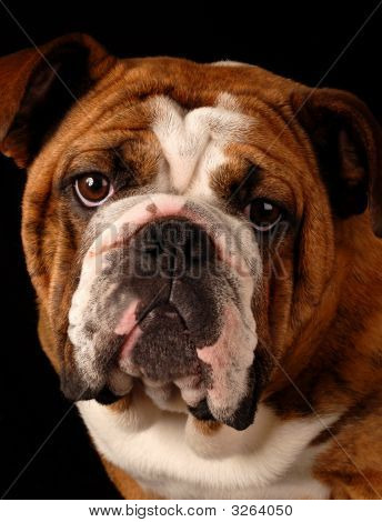 Buldog Headshot