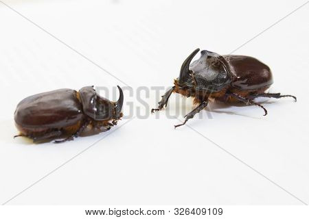 Rhinoceros Beetle Close Up - Studio Shot, Insectoid Biology, Wild Life, Male And Female