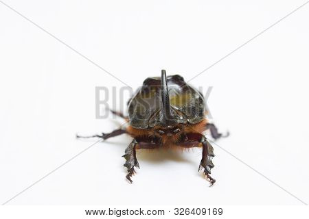 Rhinoceros Beetle Close Up - Studio Shot, Insectoid Biology