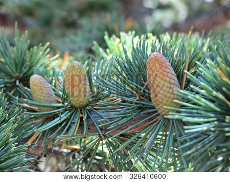 Frech Green Cones On Spruce Branches On Green Blurred Background. Spruce Tree With Cones Closeup In 