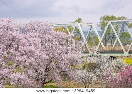 Nagano, Japan - April 19, 2019 : View Of Cherry Blossom Trees Chikuma River  Park , Obuse Town, Naga