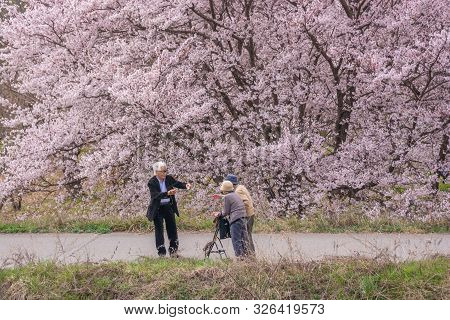 Nagano, Japan - April 19, 2019 : People Visiting  Cherry Blossom Trees Chikuma River  Park , Obuse T
