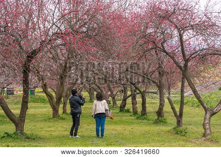 Nagano, Japan - April 19, 2019 : People Visiting  Cherry And Peach Blossom Trees Chikuma River  Park