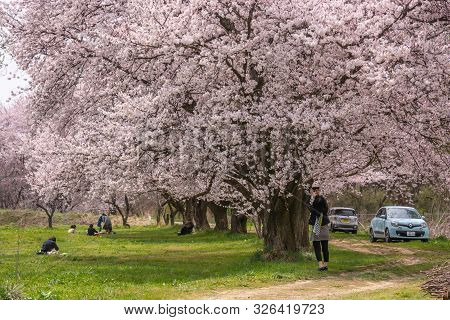 Nagano, Japan - April 19, 2019 : People Visiting  Cherry Blossom Trees Chikuma River  Park , Obuse T