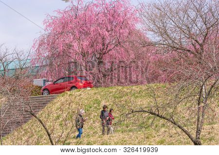 Nagano, Japan - April 19, 2019 : People Visiting  Cherry Blossom Trees Chikuma River  Park , Obuse T