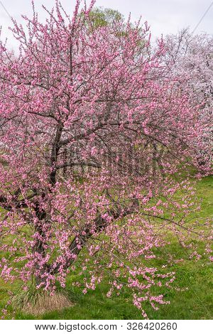 View Of Cherry And Peach Blossom Trees Chikuma River Park(public Park) ,obuse Town, Nagano Prefectur