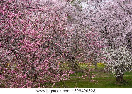 View Of Cherry And Peach Blossom Trees Chikuma River Park(public Park) ,obuse Town, Nagano Prefectur