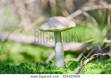 Birch Mushroom. Edible Fungus Growing In Moss. White Ghost Bog Bolete. Copy Space