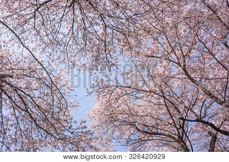 View Of Cherry Blossom Trees Chikuma River Park(public Park) ,obuse Town, Nagano Prefecture, Japan.